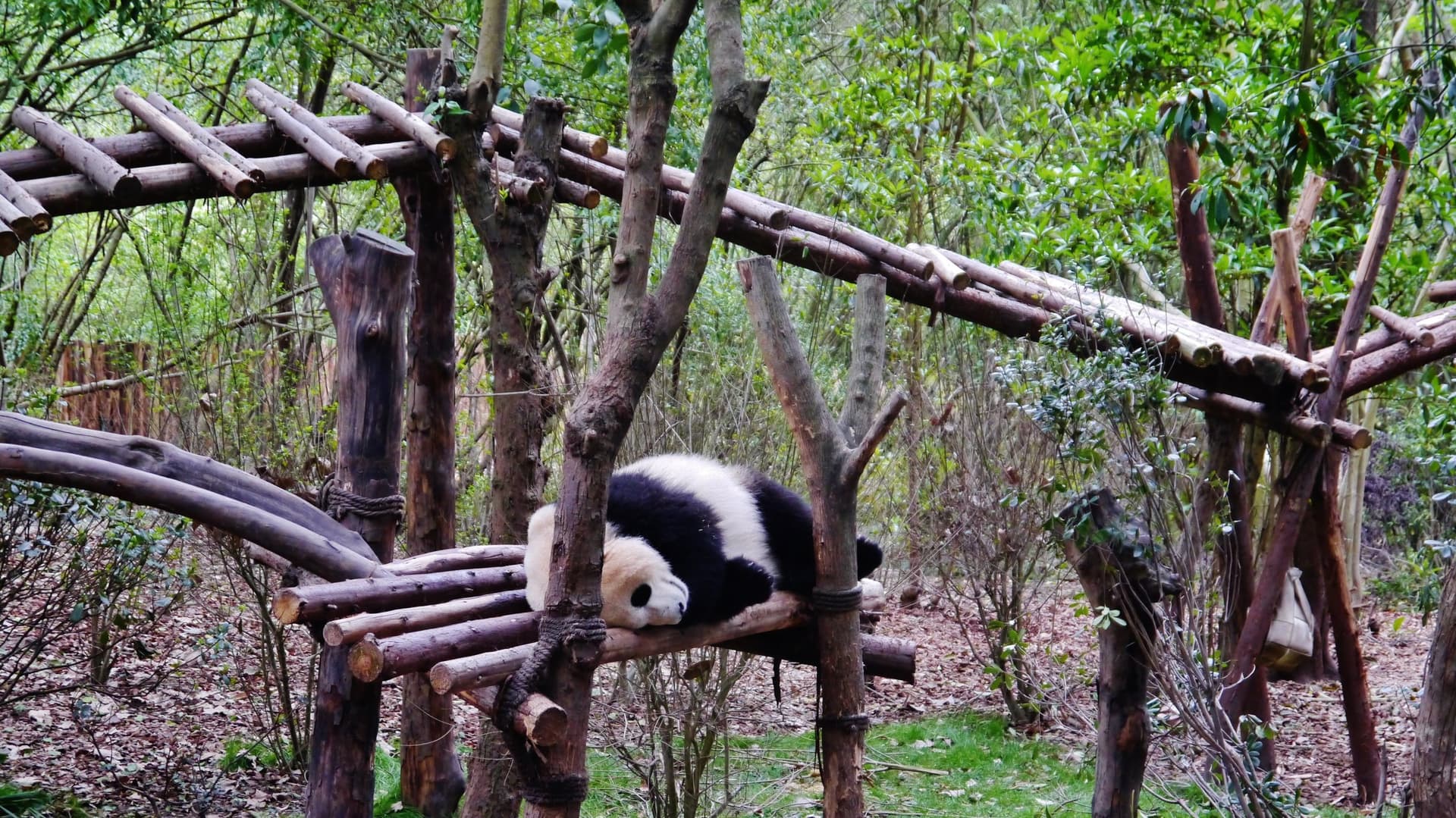 Een reuzenpanda ligt te luieren op een houten platform tussen het groen van de Chengdu Research Base of Giant Panda Breeding