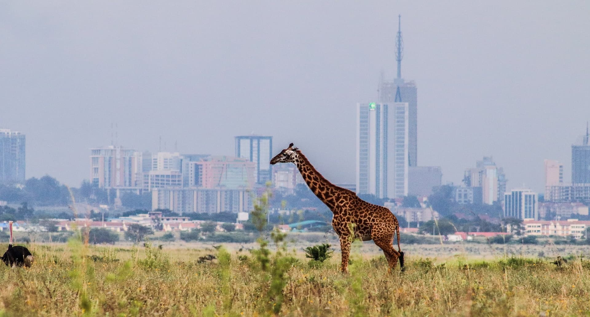 Een giraffe op de savanne van Nairobi National Park met de wolkenkrabbers van Nairobi op de achtergrond