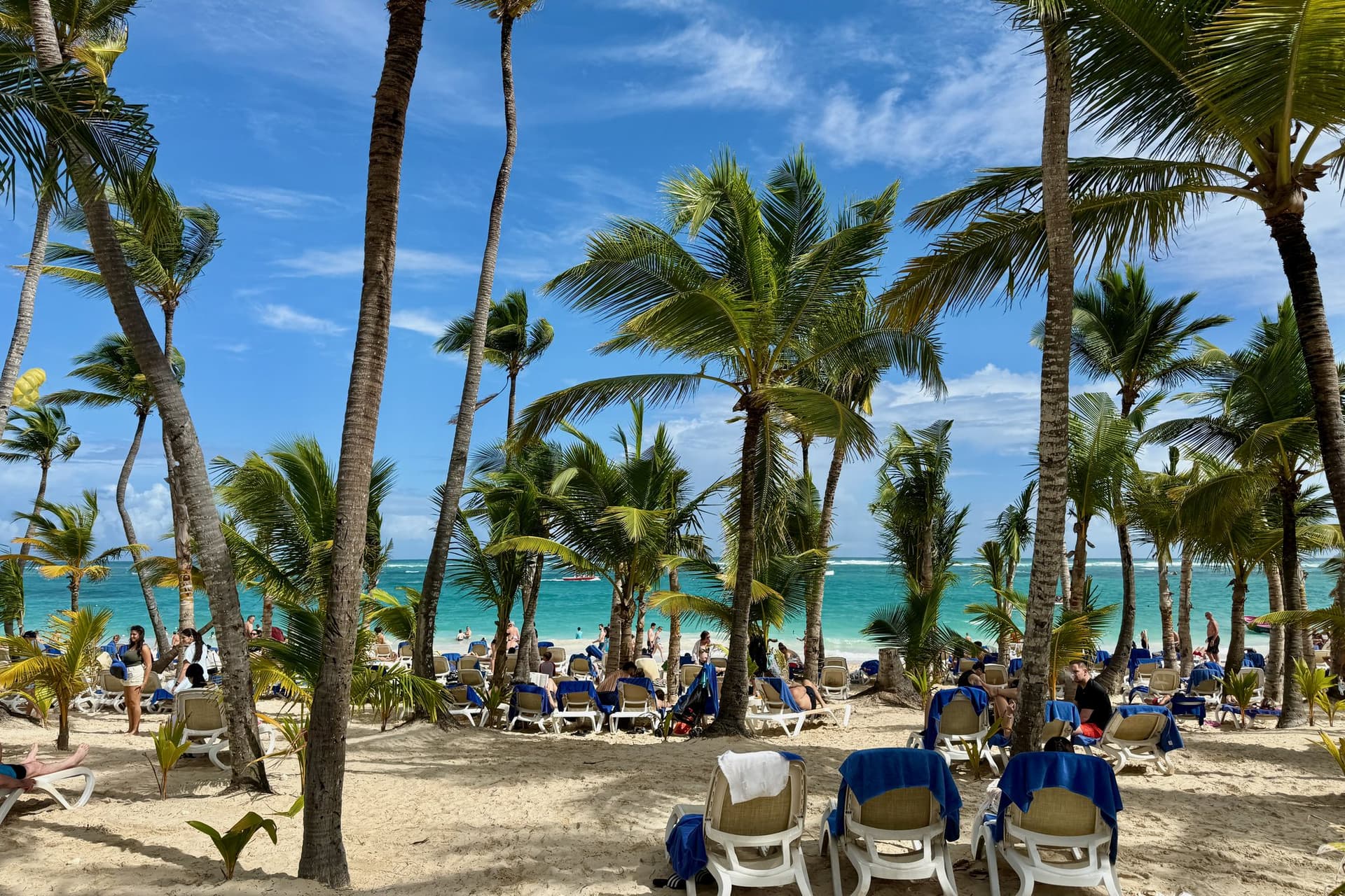 Hoge kokospalmen en ligbedden op het witte strand van Bávaro bij Punta Cana, met turquoise zee en een blauwe lucht
